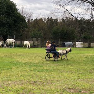 Cart Training
Miniature Horse