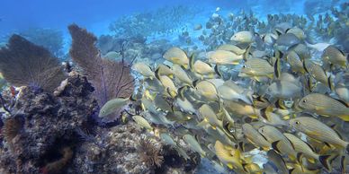 scuba diving trip to Florida Keys