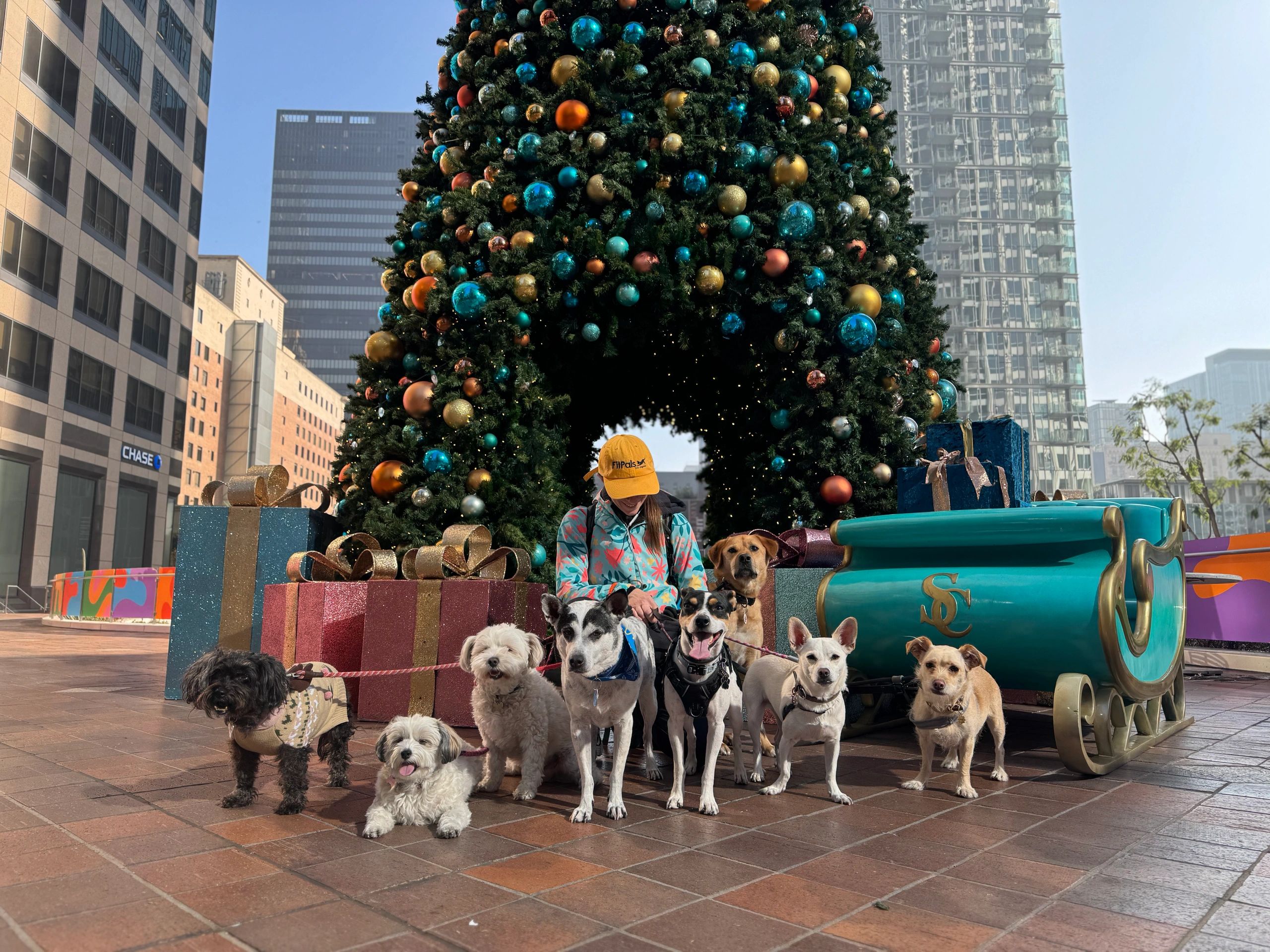Dog walker near me discount