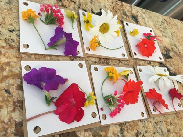 Pressed Spring Flower Craft