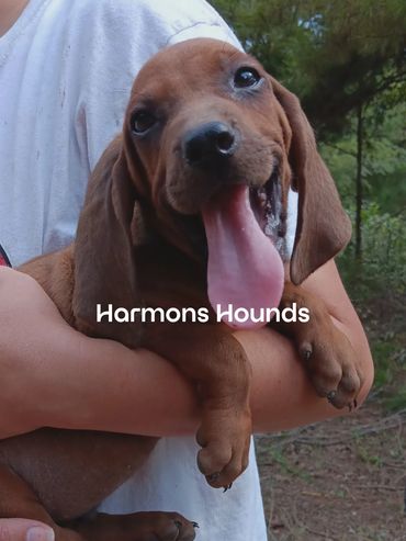 Redbone Coonhound Puppies