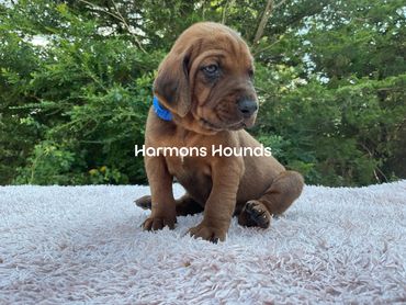 Redbone Coonhound Puppies