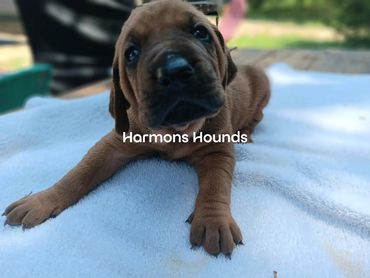 Redbone Coonhound Puppies