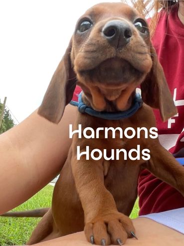 Redbone Coonhound Puppies for sale