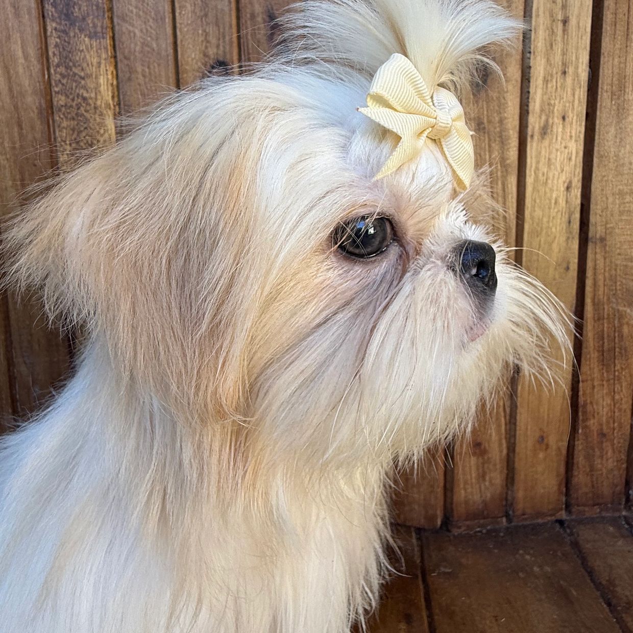 Small white dog with a yellow bow on its head.