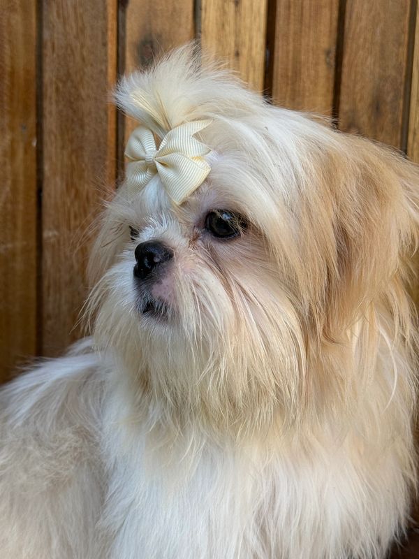 Fluffy dog with a cream-colored bow looking to the side.