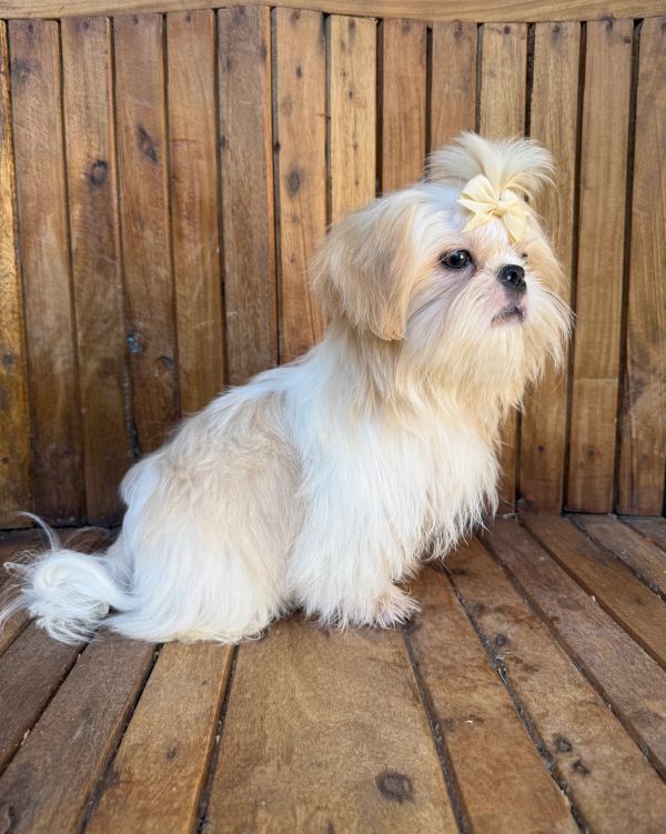 Fluffy white dog with a bow on wooden floor.