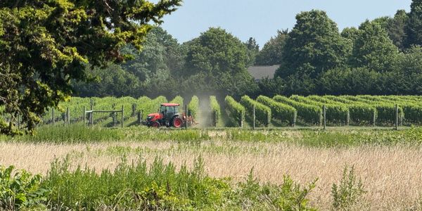A red tractor working in a vineyard surrounded by greenery.