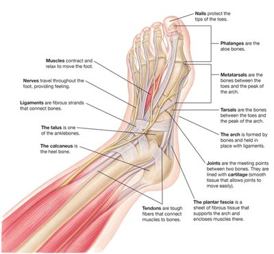 Foot and Ankle Muscles and Tendons. David Fernandez Personal Trainer. Recovery Finess & Rehab.