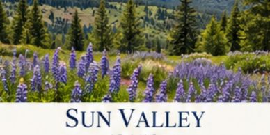 Field of purple flowers and pine trees in Sun Valley.