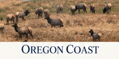 Herd of elk on Oregon Coast.