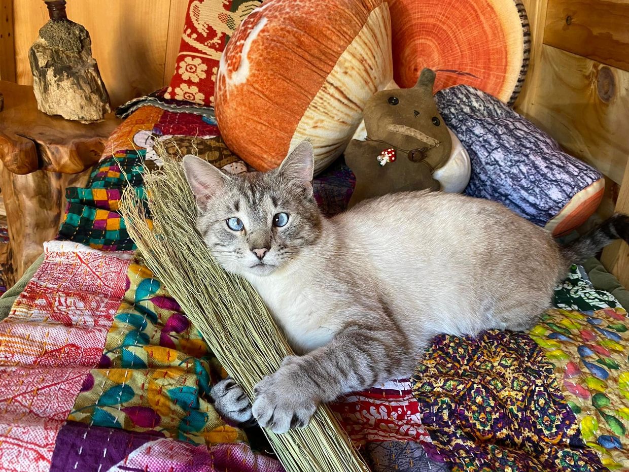 handmade broom with cross eyed cat