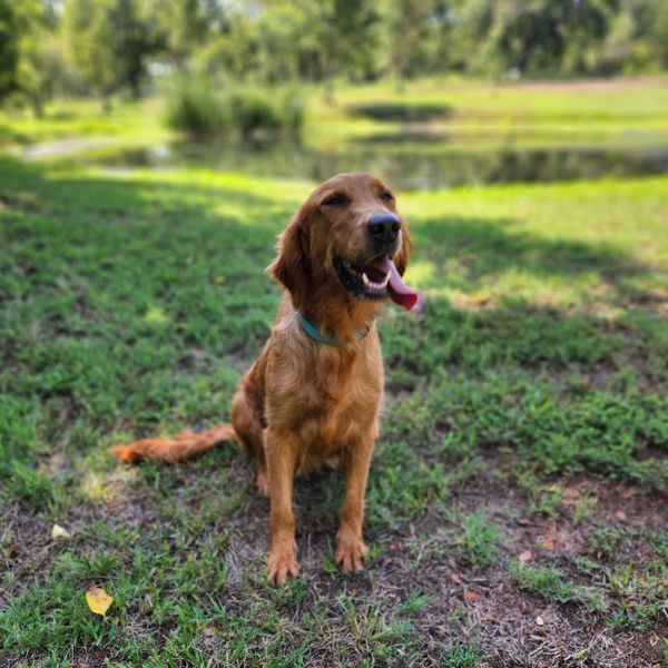 Happy golden retriever sitting on grass near a pond.