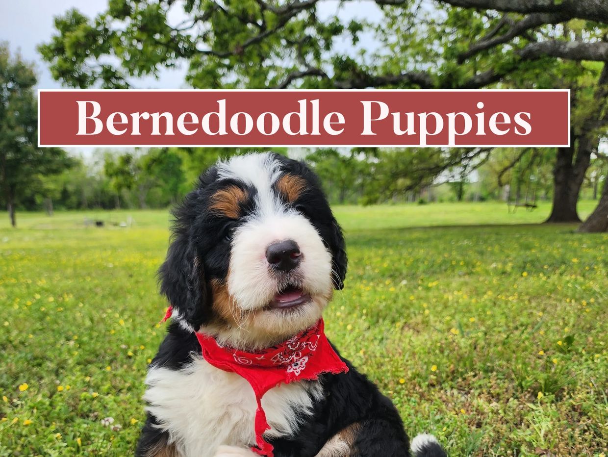 Bernedoodle puppies available in Oklahoma and Texas