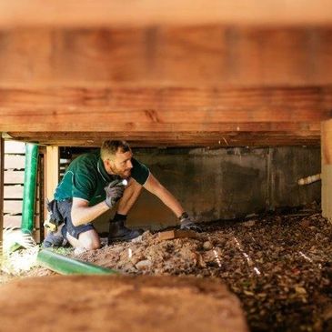 Termite and pest inspections Cary, Chapel Hill, Mebane