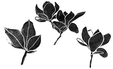 Black magnolias from the cover of "King of the Armadillos".