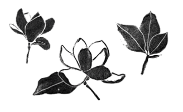 Black magnolias from the cover of "King of the Armadillos".