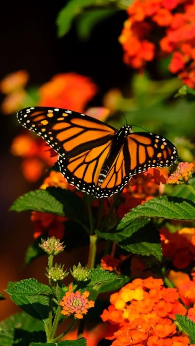 Orange butterfly on orange flowering plant.
