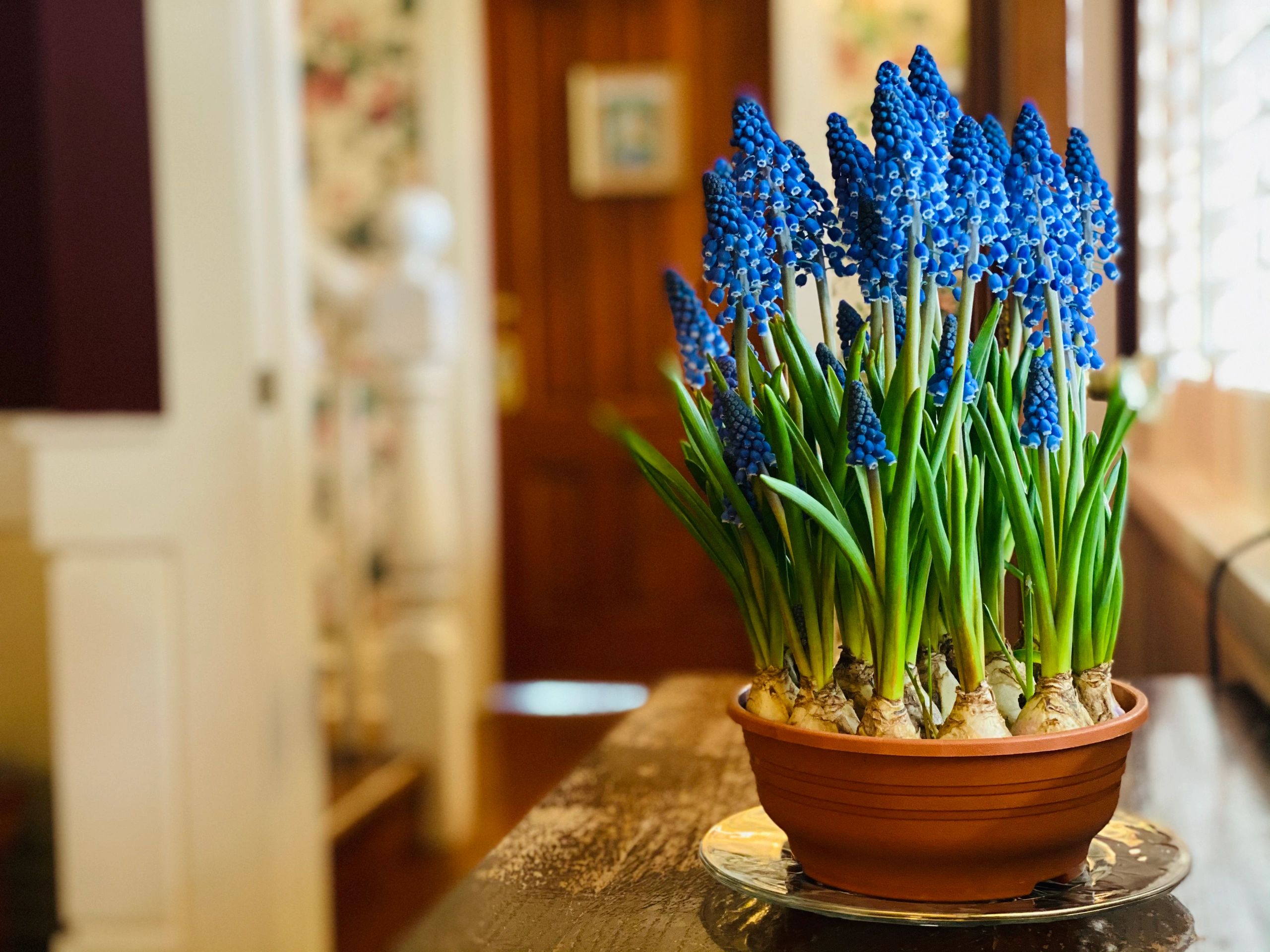 Potted grape hyacinth in the parlor at Princess and the Pea Hotel