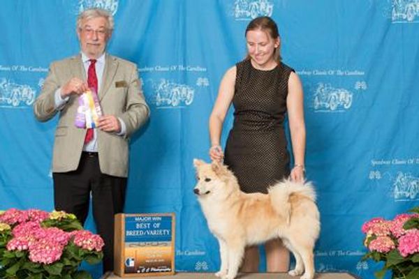 Cream Icelandic sheepdog puppy at dog show