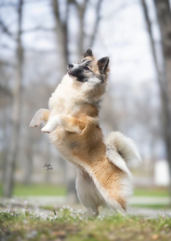 Sable and white icelandic sheepdog puppy in field