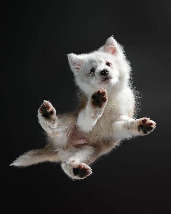 Red and white Icelandic sheepdog puppy