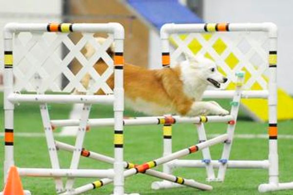 Red and white icelandic sheepdog jumping in agility