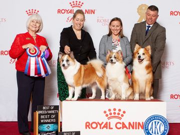 Icelandic sheepdogs at dog show show dogs