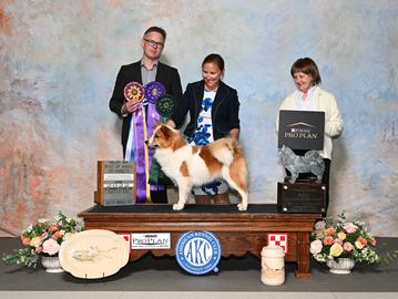 Pied red and white Icelandic sheepdog puppy at dog show