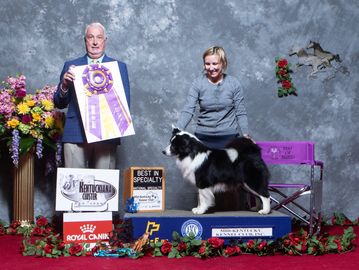 Black and white Icelandic sheepdog at dog show
