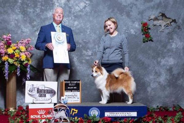 Red and white Icelandic sheepdog at dog show