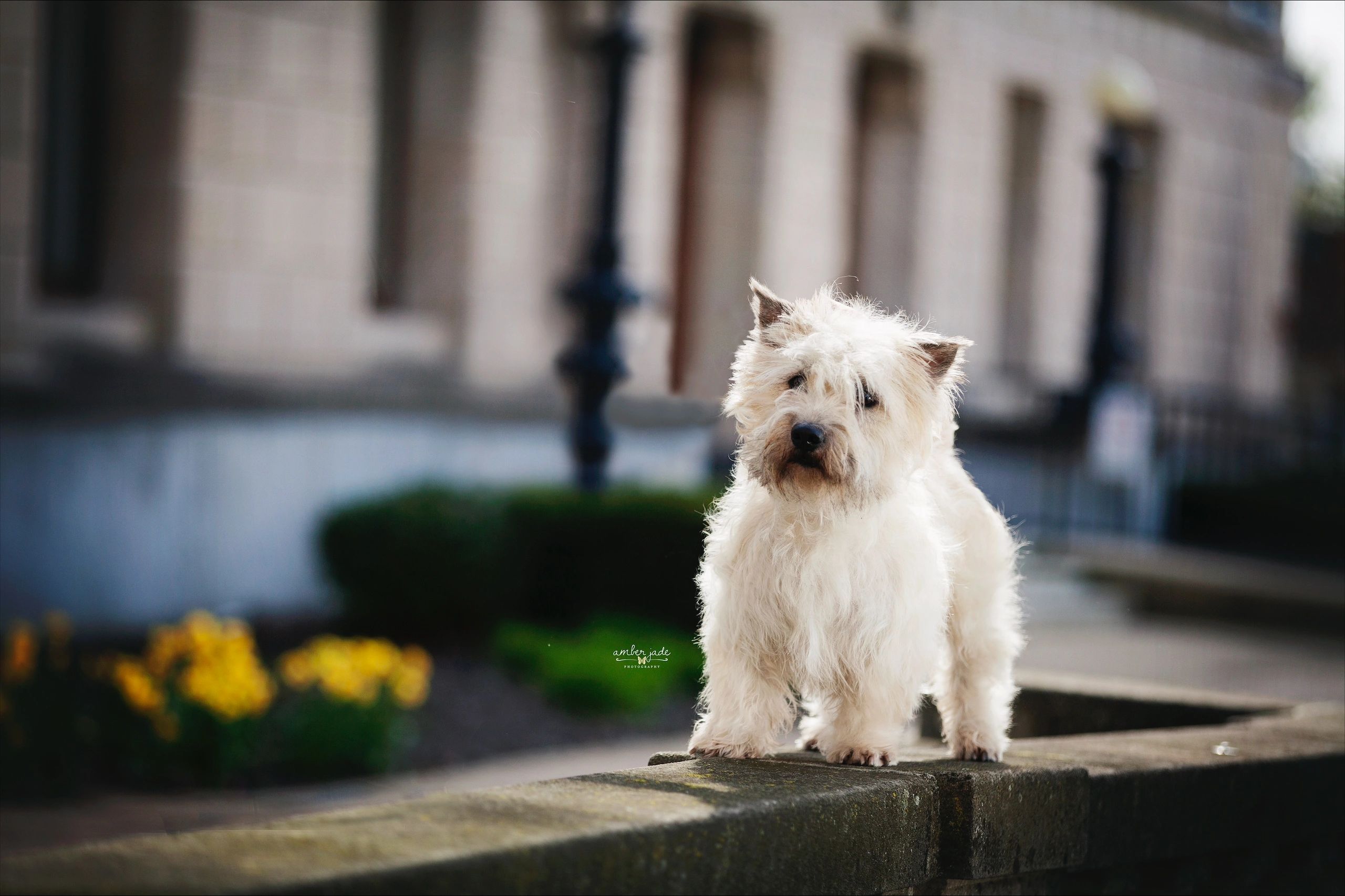 wheaton Glen of imaal terrier