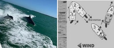 Two dolphins jump out of the ocean beside a sailing maneuver diagram.