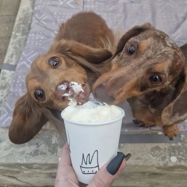 Two dachshunds eagerly licking ice cream from a cup.