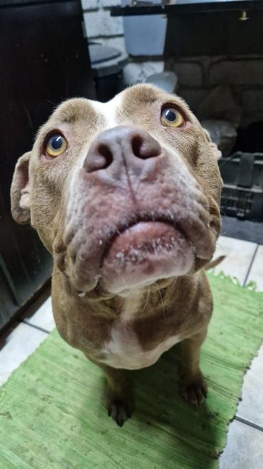 Close-up of a curious brown dog with striking yellow eyes looking upward.