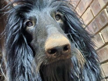 Close-up of a black Afghan Hound with long silky hair against a brick wall.