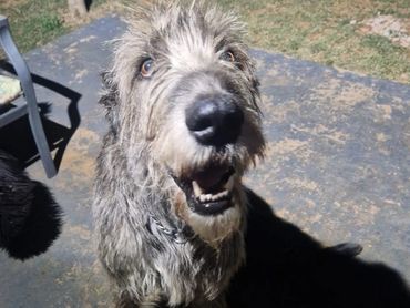 Happy, scruffy dog sitting outdoors at night, looking up eagerly.
