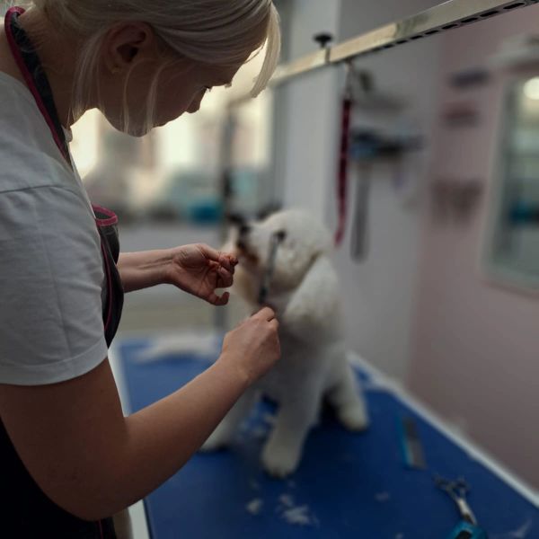Person grooming a small white dog.