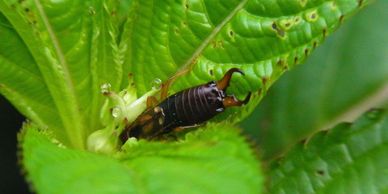Earwig, crawling insect, indoor & outdoor pest, interior & exterior spray treatments