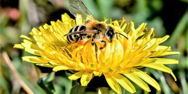 Wasp, hornet and bee treatments to remove nests from your home, cottage or business
