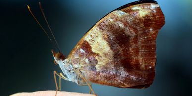 Indian Meal Moth or clothing moth traps including interior sprays