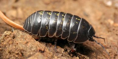 Sowbug/Pillbug exterior spray treatment