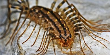 Centipedes and silverfish in your home or cottage.  Interior sprays for crawling insects