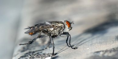 Fly control programs and services including drain service, fogging, fly lights and fly traps