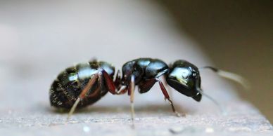 Carpenter ant treatment with interior and exterior sprays