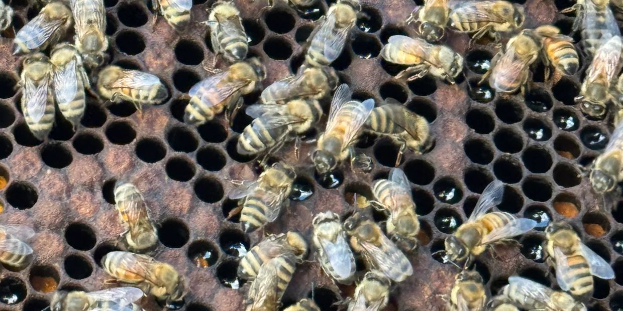 Worker bees from one of our hives