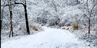 Walk & hear melodious birds  nourished by the winter berries sprinkled throughout!
