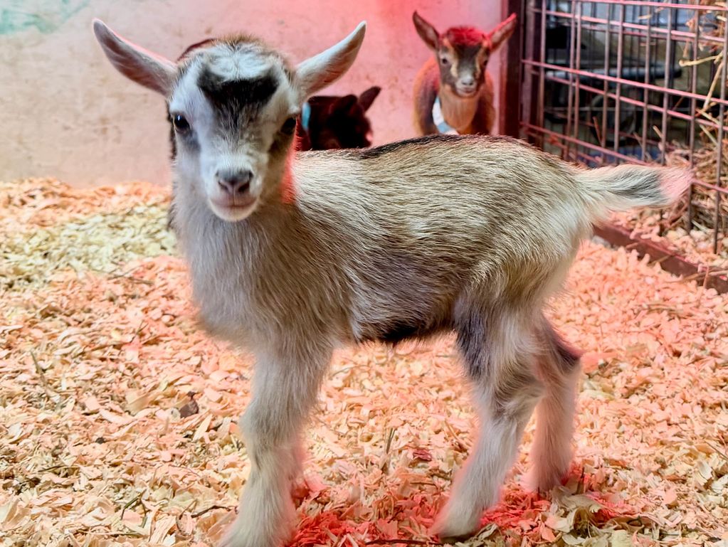 A young goat standing on wood shavings indoors.