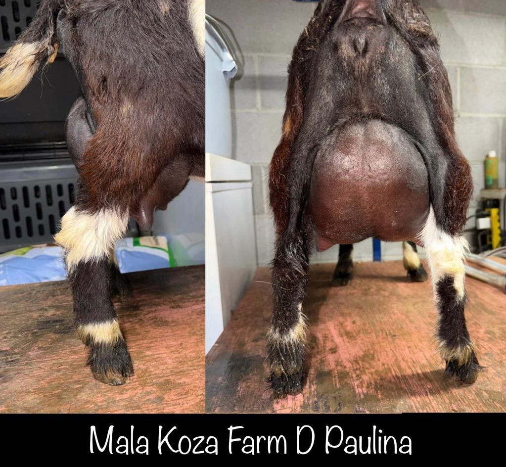 Close-up of a goat's udder and legs on Mala Koza Farm D Paulina.