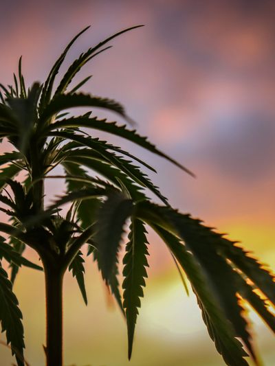Hemp leaf in the foreground, setting sun in the background
